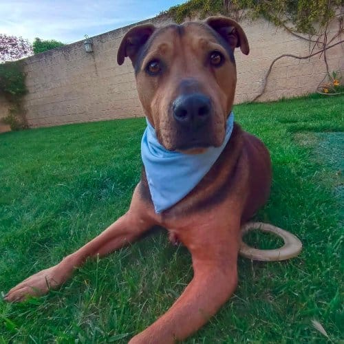 Rambo perro tranquilo y cariñoso