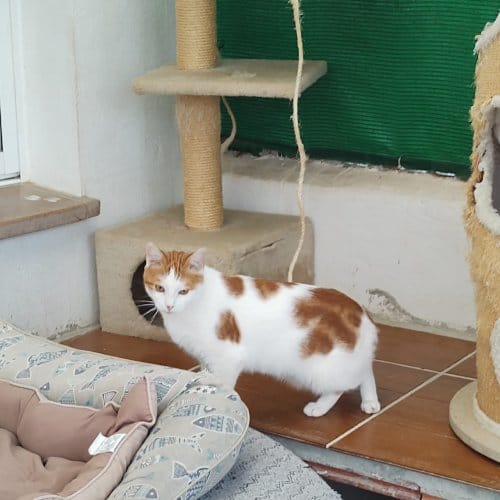 Lenin con caracter tranquilo