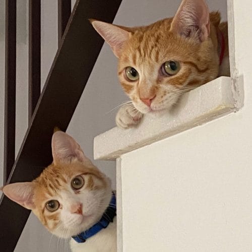 Finky y Yino los hermanos inseparables