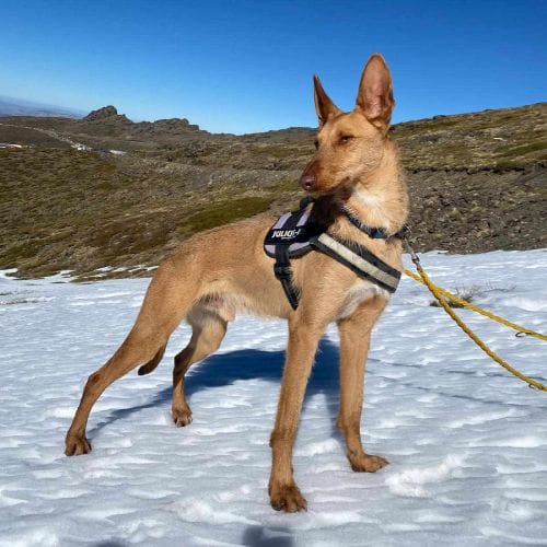 Dingo un perro deportista