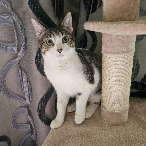 Mina gata dulce en adopcion