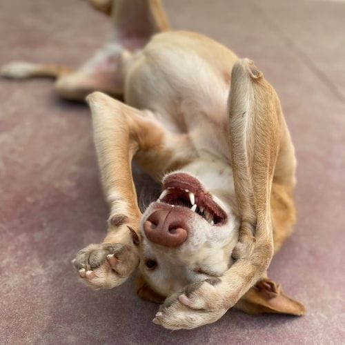 Plutón es un perro muy juguetón y activo