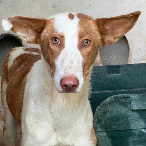 Dotty reservada y juguetona