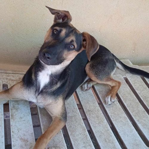 Noche la juguetona del refugio