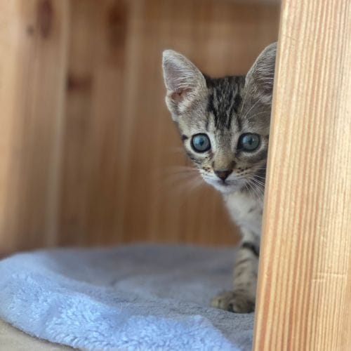 Jara es cariñoso y juguetón