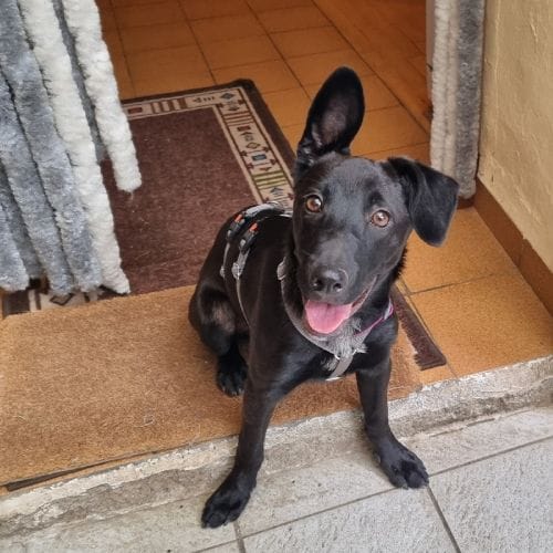 Vega la perra terremoto