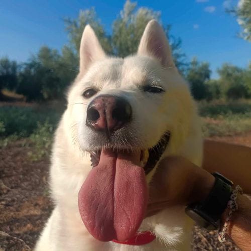 Indra es una perra muy tímida