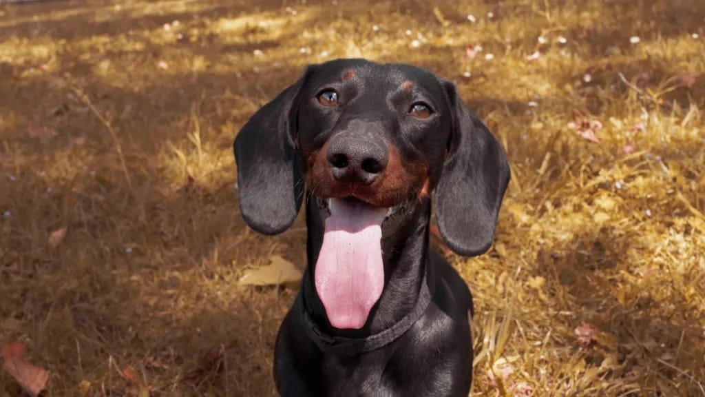 ¿Por qué Alemania podría prohibir la cría del Dachshund o perro salchicha? Todo lo que necesitas saber
