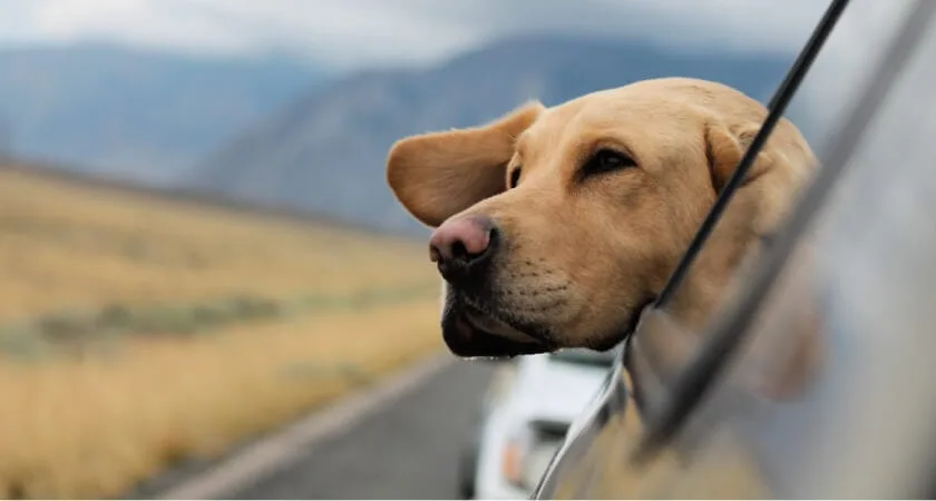 ¡Alerta! Los perros también pueden sufrir el síndrome postvacacional