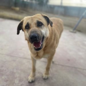 Amara, perra mestiza cariñosa y sociable en adopción