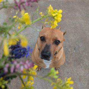 Boop, perro mestizo fuerte y cariñoso en adopción