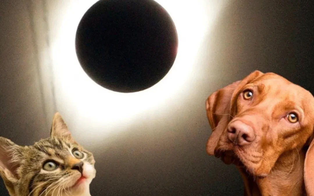 ¿Cómo reaccionan los animales ante un eclipse solar? Descubre su fascinante comportamiento