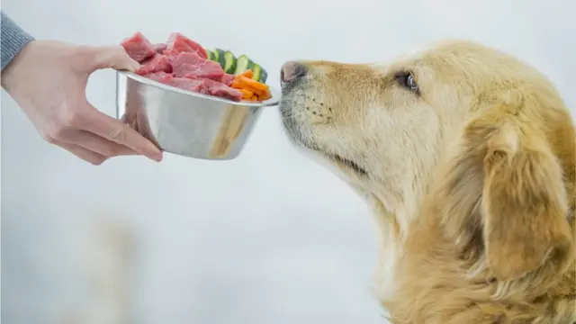 Cómo los perros mejoran las terapias para trastornos alimentarios