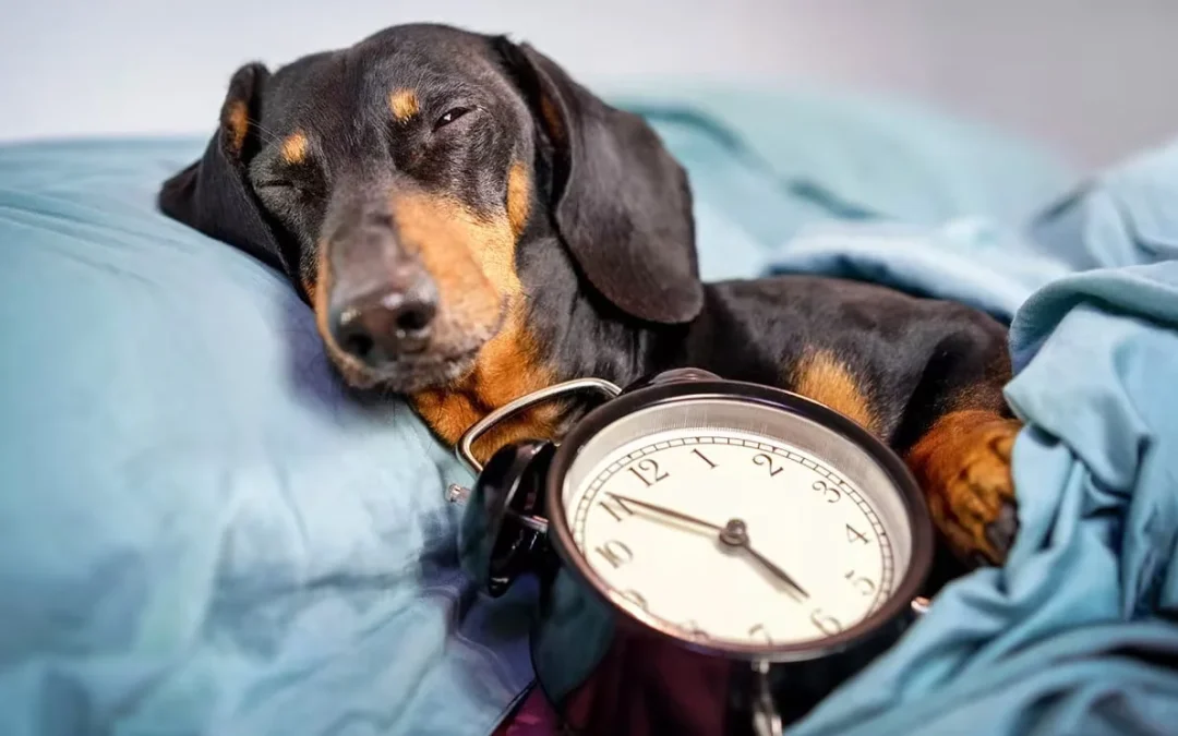 ¿Cómo saben los perros qué hora es? Descubre el reloj biológico de tu mascota