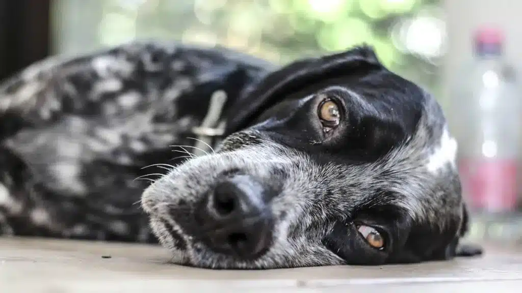 ¿Cómo se despiden los perros antes de morir? Señales, cuidados y consejos para acompañarlos