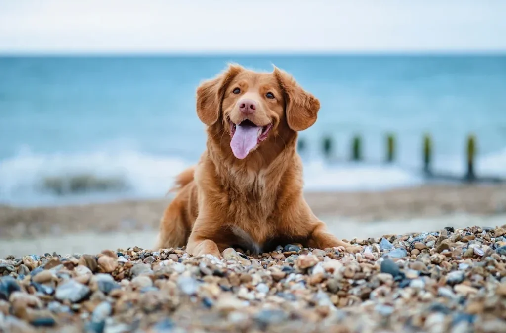 Consejos esenciales para llevar a tu perro a la playa