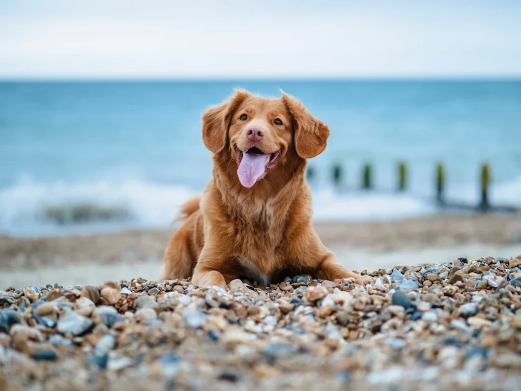 Consejos esenciales para llevar a tu perro a la playa