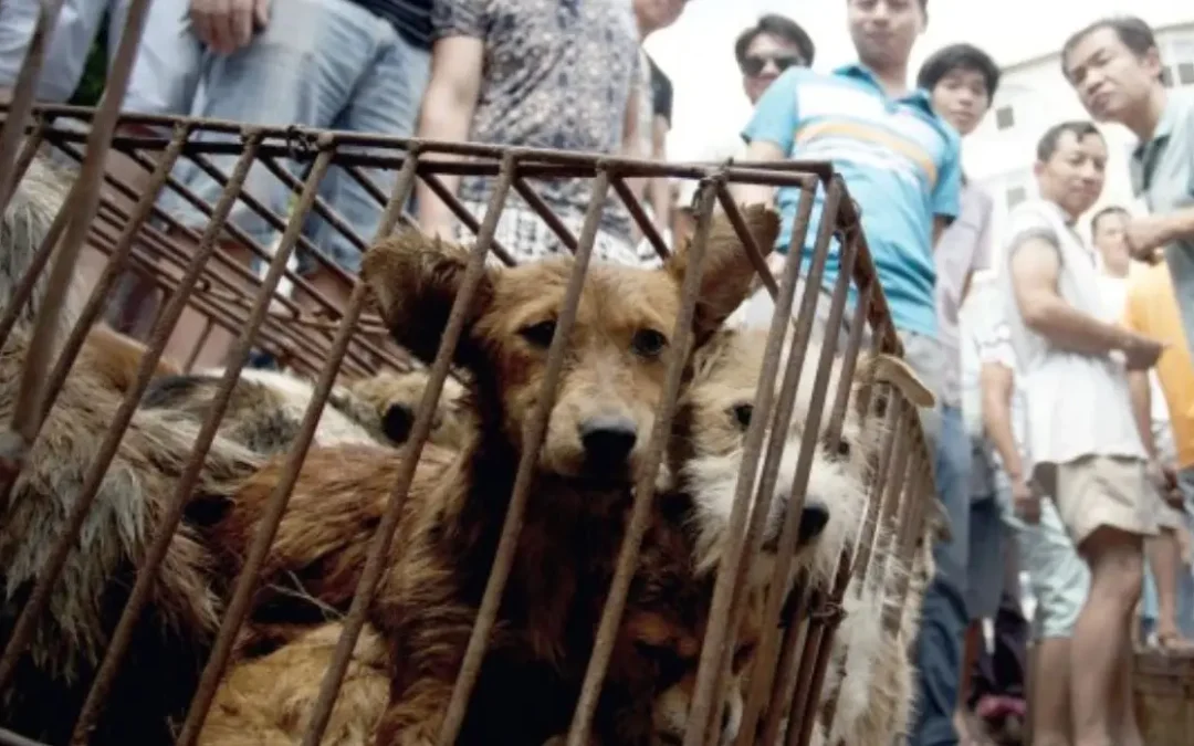 Corea del Sur prohíbe el consumo de carne de perro: Un cambio histórico