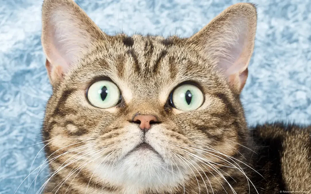 Descubre por qué los gatos se tapan la cara al dormir: Razones y curiosidades felinas