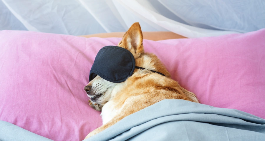 El sueño en los animales: Un viaje fascinante al mundo de los descansos