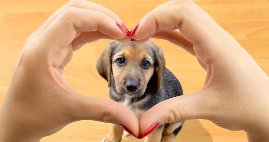 El día del perro: El doloroso origen de una fecha que busca crear conciencia