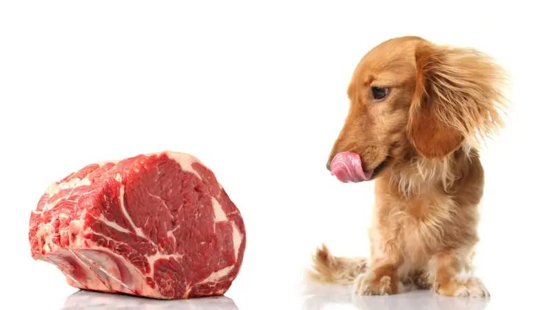 ¿Es seguro dar carne cruda a mi perro? Beneficios, riesgos y recomendaciones