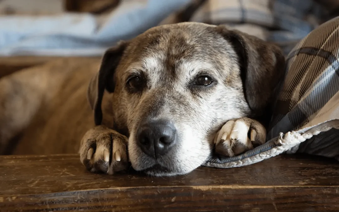 ¿A qué edad entran los perros en la vejez?