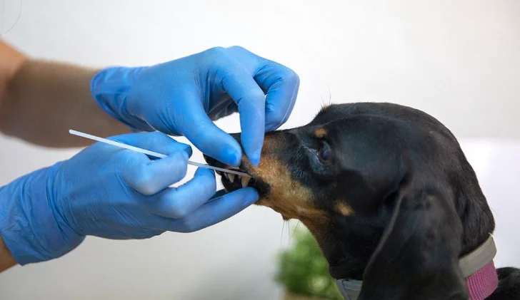 ¿Sabías que esta mutación genética puede hacer que tu perro gane peso fácilmente? Descubre por qué algunas razas son más propensas a la obesidad