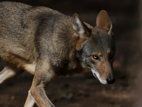 Europa retrocede en la protección del lobo: ¿un desafío para su conservación?
