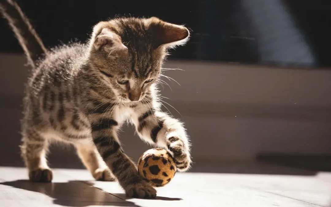 Jugar con tu gato: Descubre cómo fortalecer el vínculo con tu felino