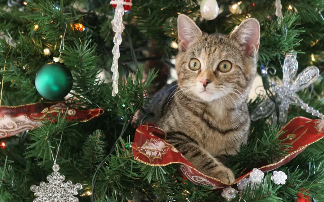 Gatos y arboles de navidad: Descubre por qué se obsesionan y cómo proteger tu decoración