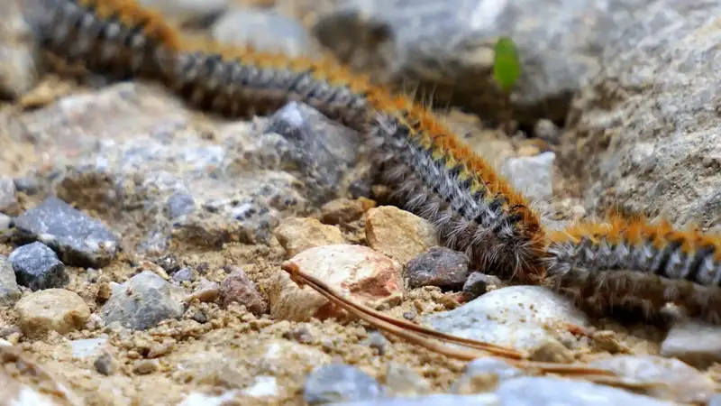 La Procesionaria de los Pinos: Un Peligro para Nuestros Animales