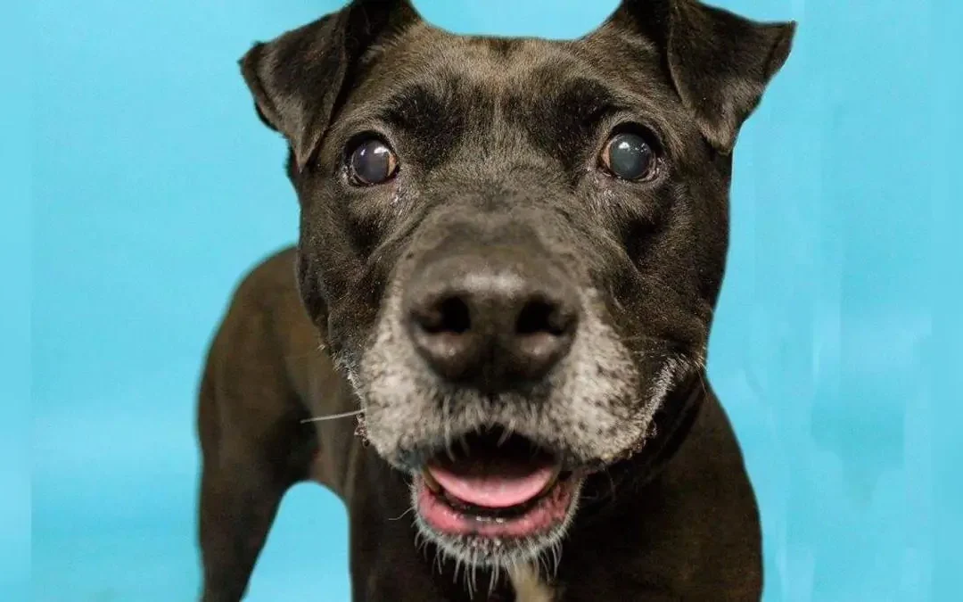 La enfermedad que amenaza con robarle la vista a los perros desde su nacimiento