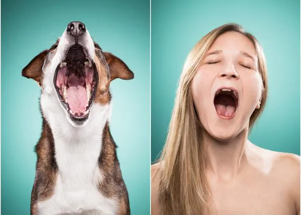 La nueva era de los perros: cómo la vida moderna los transforma