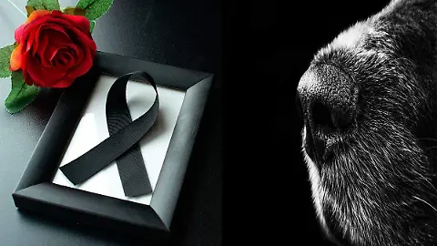 ¿Los perros entienden la muerte? Descubre como viven el duelo y como ayudarlos