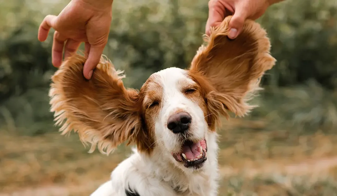 Cómo masajear las orejas de tu perro para reducir el estrés y mejorar su felicidad