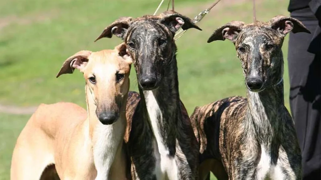 Nueva Zelanda prohibirá las carreras de galgos en 2026: Un paso hacia el bienestar animal