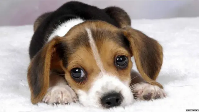 ¡Los ojos de cachorro no son solo de los perros! Descubre quiénes también lo usan