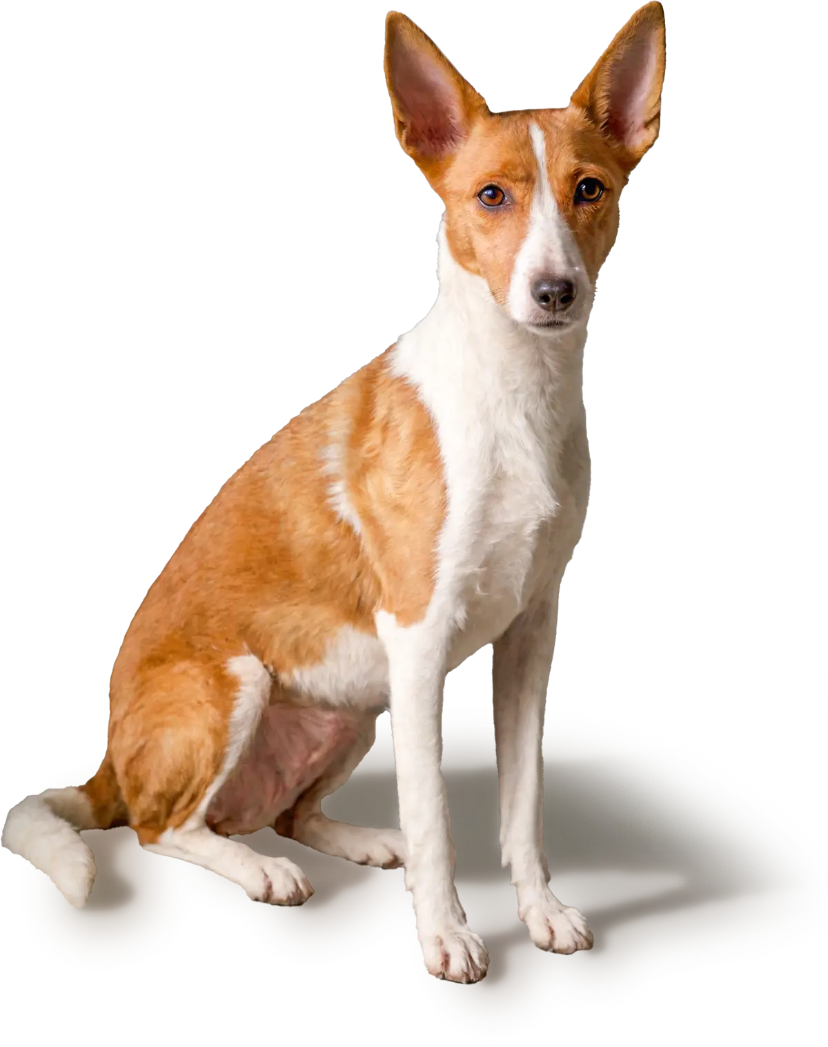 Perro_Meztizo_Fox_Terrier_Podenco_01_Home-03
