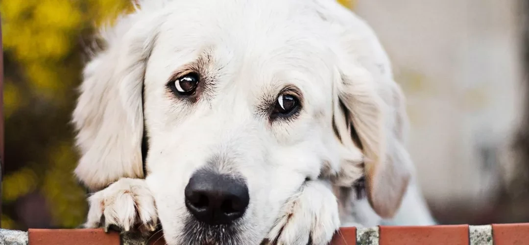 Perros Crossbreed: La nueva tendencia canina que está revolucionando el mundo