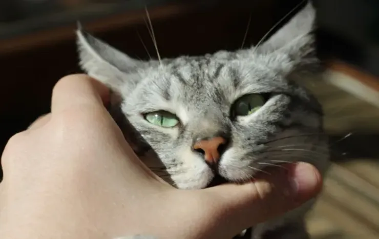 ¿Por qué mi gato muerde al ser acariciado? Causas y Soluciones