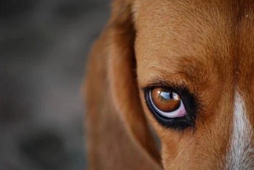 ¿Por qué los perros tienen los ojos marrones? Descubre la razón científica y evolutiva