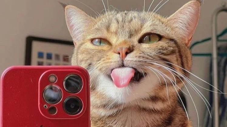 ¿Por qué las mascotas son las estrellas en las redes sociales?