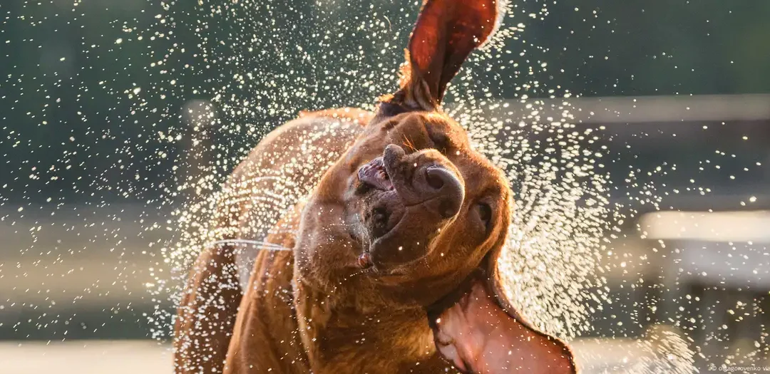 Por qué los perros se sacuden el agua: Un truco evolutivo