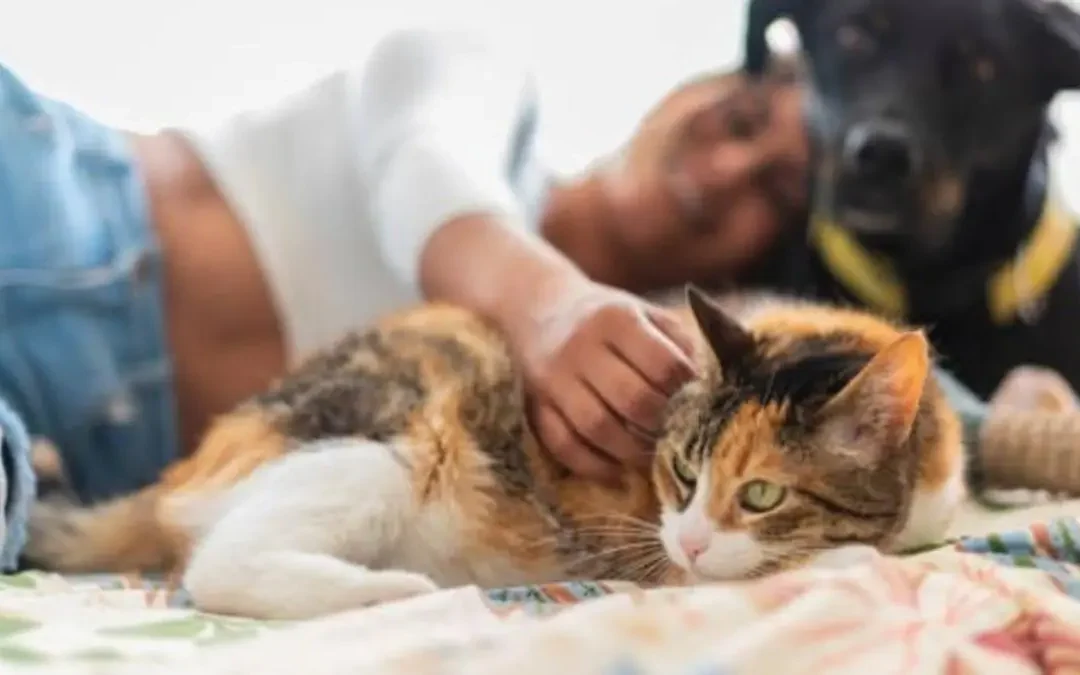 ¿Por qué tratamos a nuestras mascotas como humanos? Descubre las razones