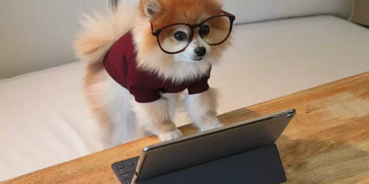 Prohibida la venta de mascotas en tiendas: Todo lo que necesitas saber sobre la adopción responsable