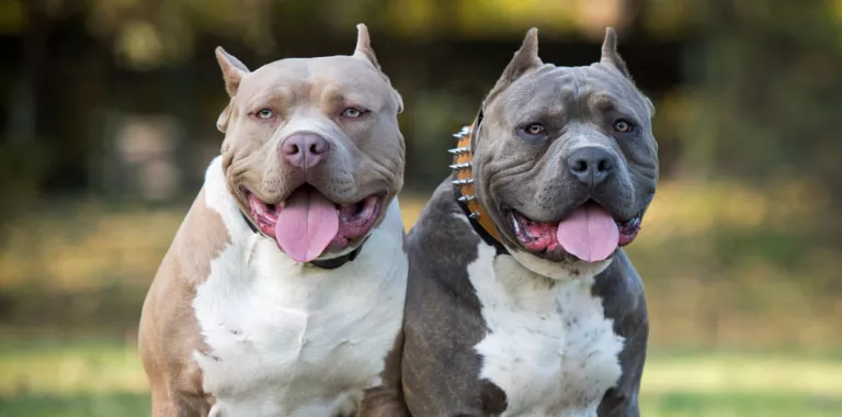 Razas de perros prohibidas en 2025: Cambios en la legislación mundial