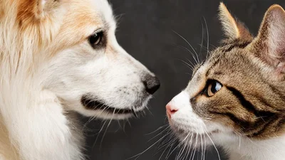 ¿Perros o gatos? Descubre cual es el más inteligente según la ciencia