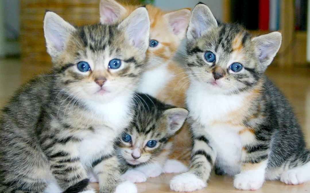 El lado oscuro de los gatos: Sobrepoblación, impacto ambiental y la responsabilidad de los dueños