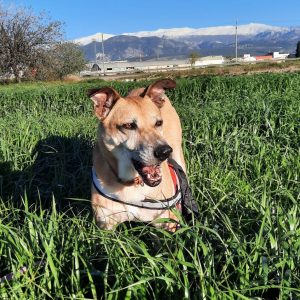 Tomás, perro mestizo activo y cariñoso en adopción